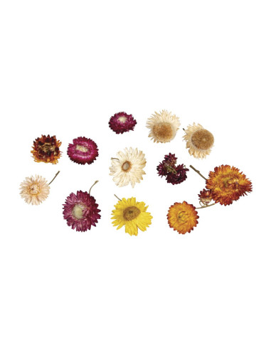 DECORATIVE DRIED FLOWERS - RAYHER