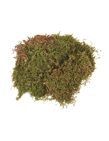 DECORATIVE MOSS - 100gr - RAYHER